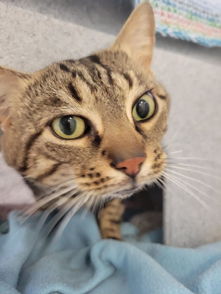 Finley — Domestic Cat