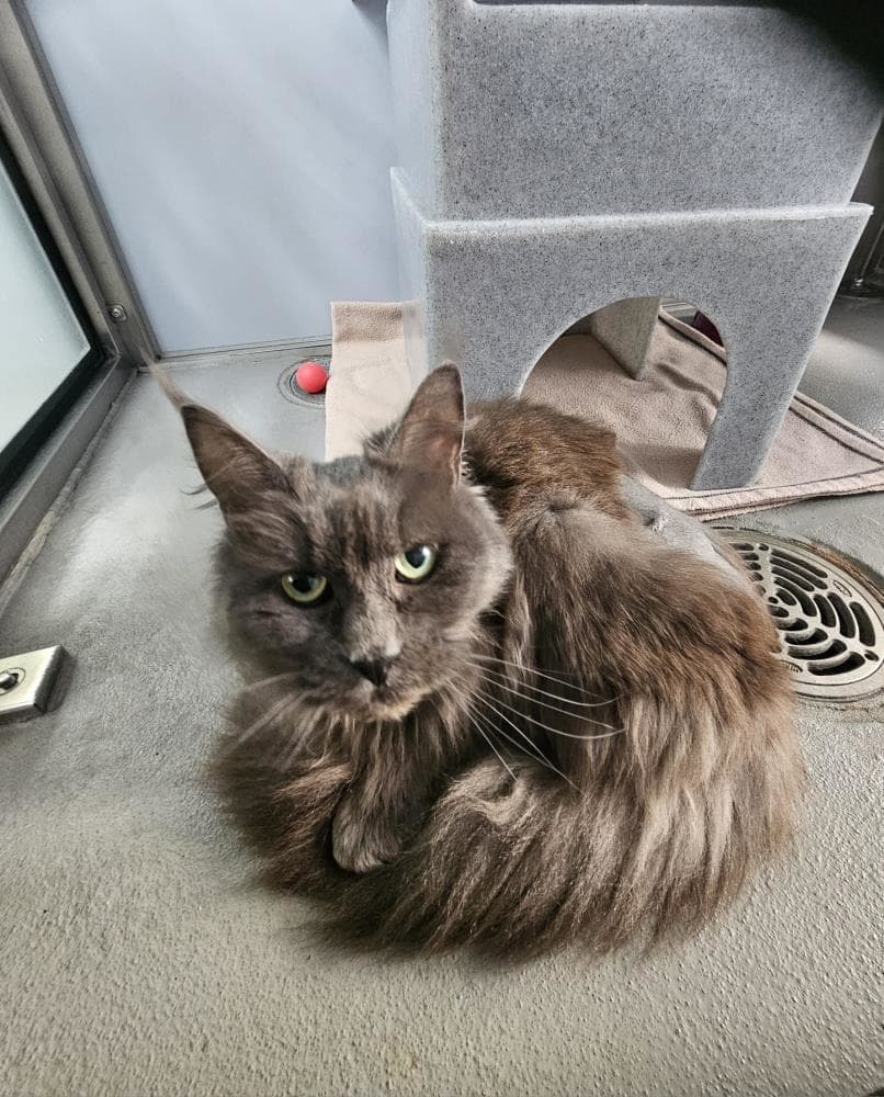 Tatiana — Domestic Cat