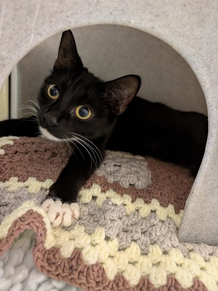 Oreo — Domestic Cat