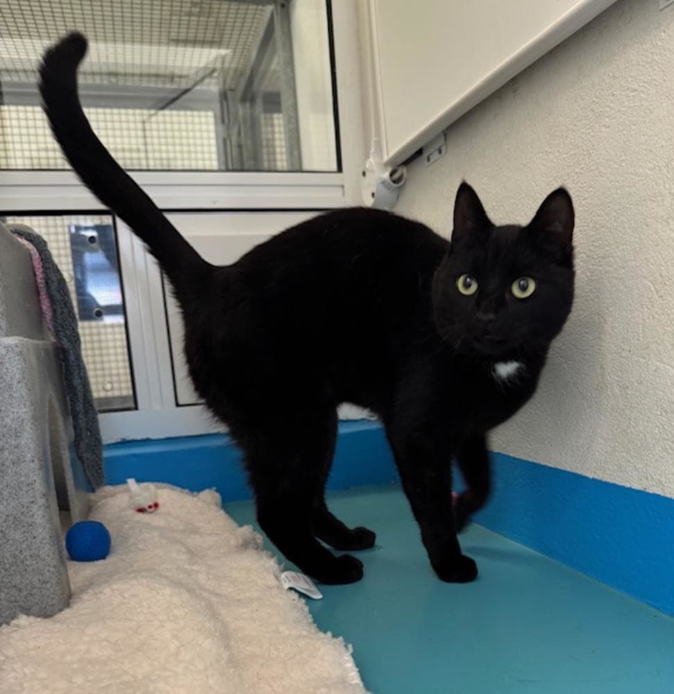 Faith — Domestic Cat