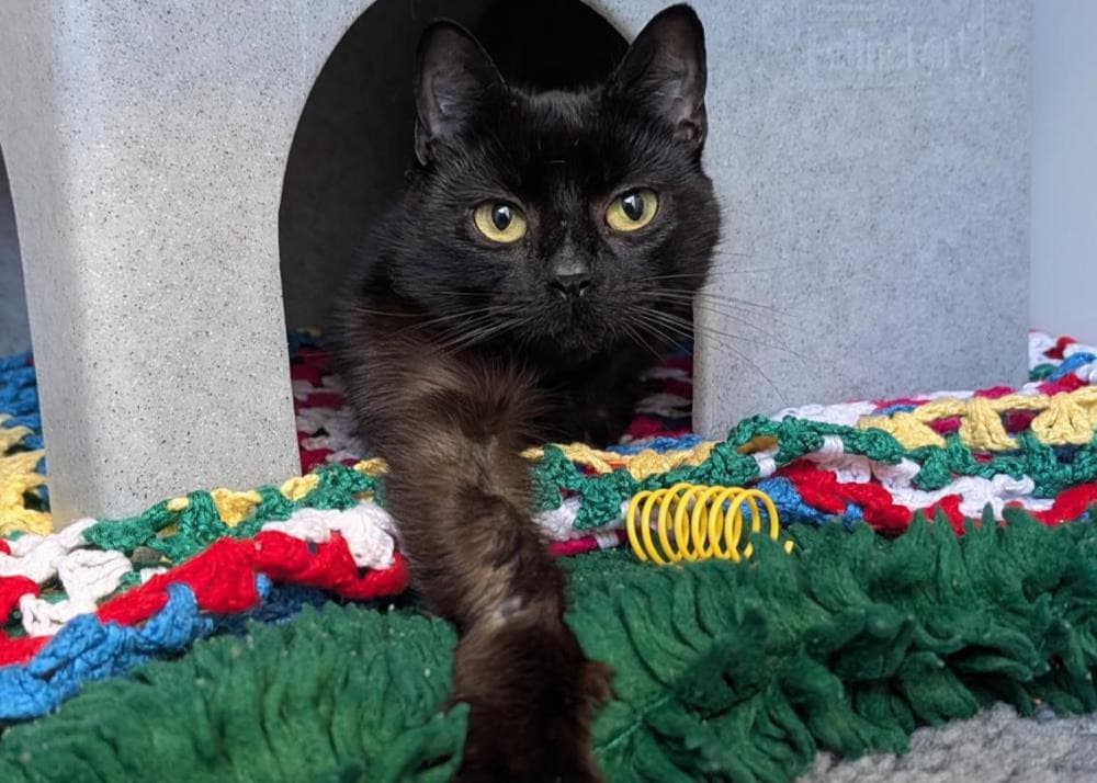 Jai — Domestic Cat