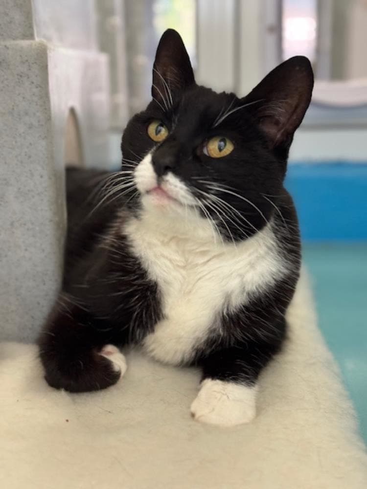 Sophie — Domestic Cat