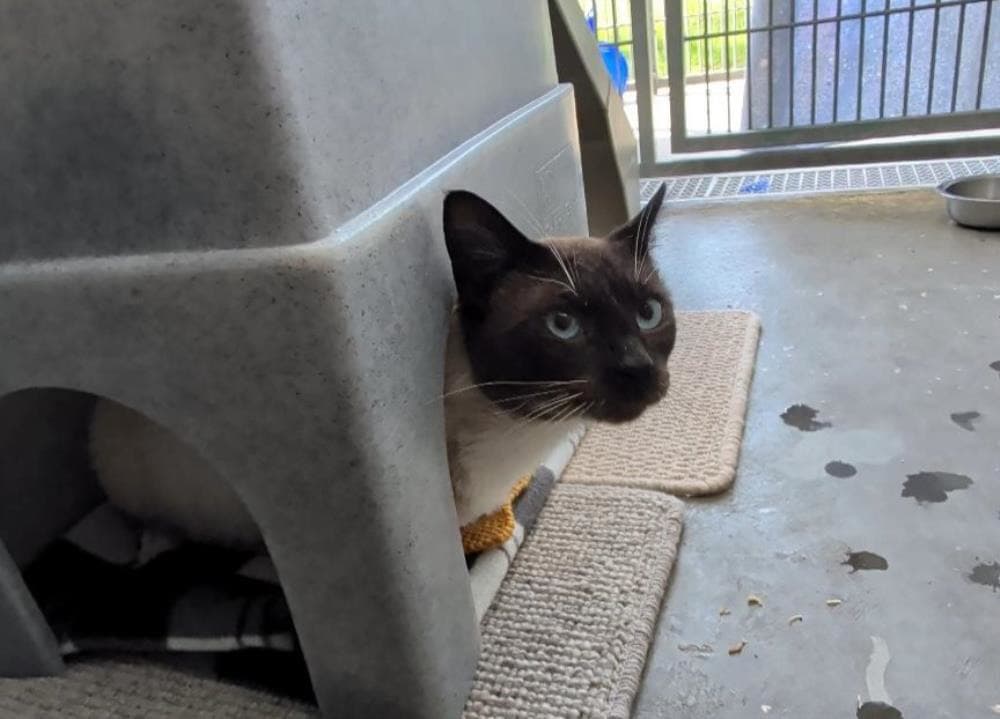 Remi — Domestic Cat