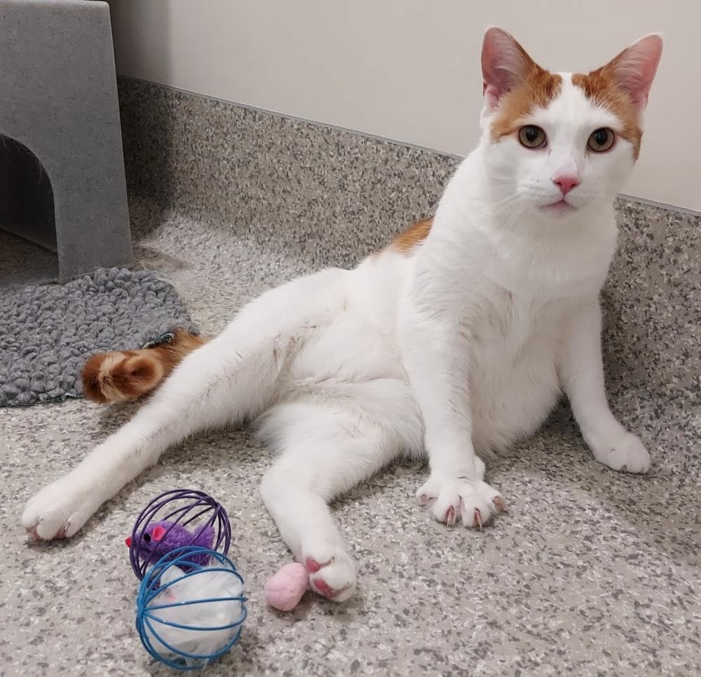 Daniel Hathaway — Domestic Cat