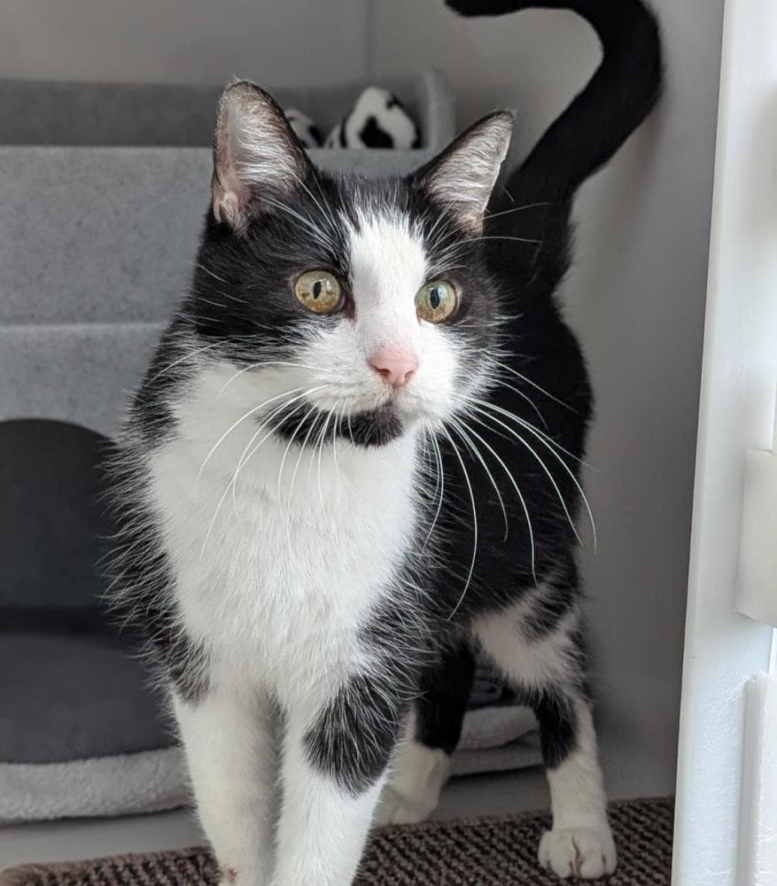 Bobby — Domestic Cat