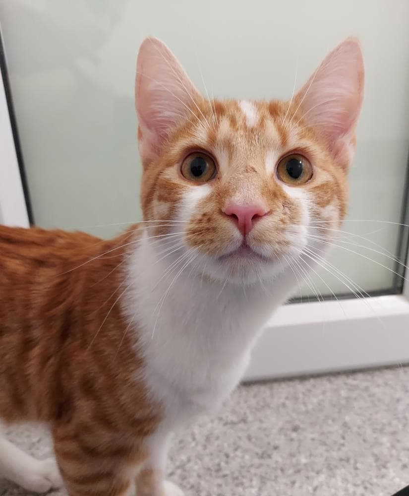 Mickey — Domestic Cat