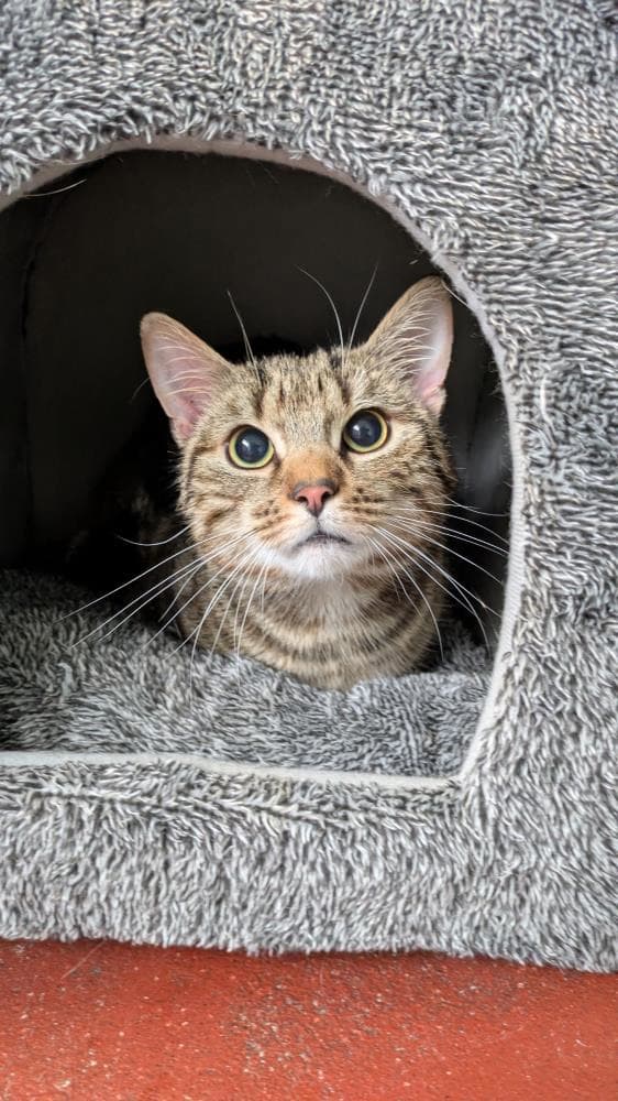 Tuli — Domestic Cat