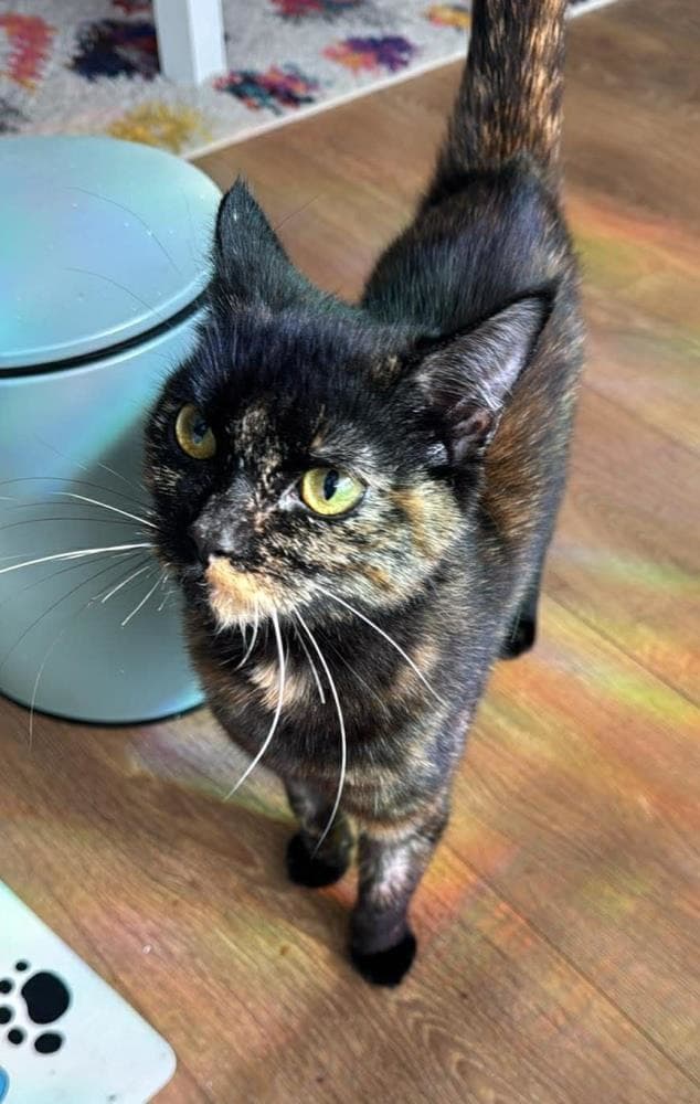 Maddie — Domestic Cat