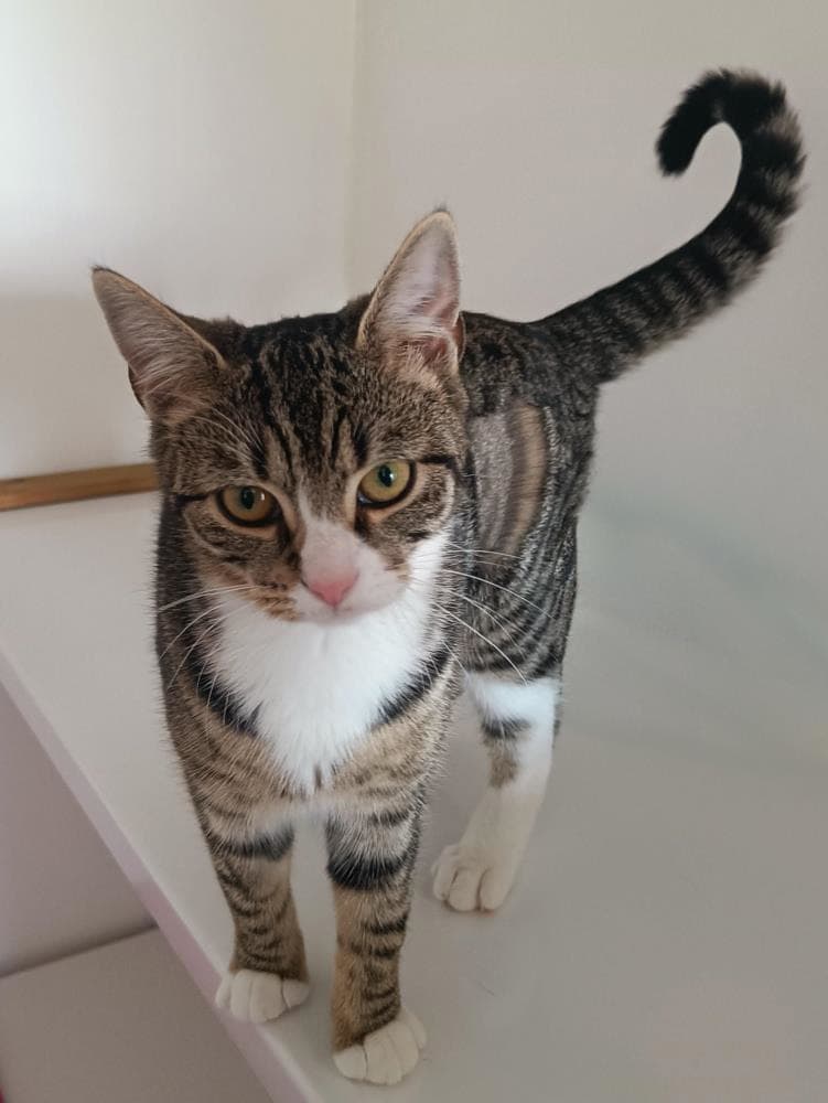 Mayzee — Domestic Cat