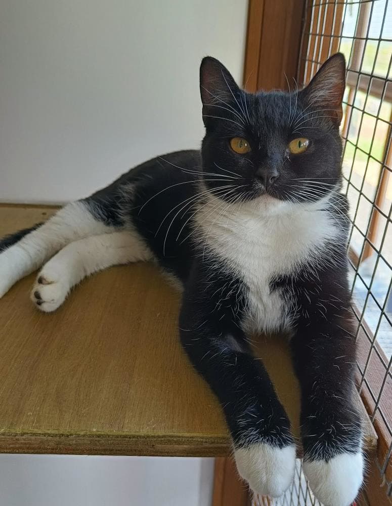 Lilly — Domestic Cat