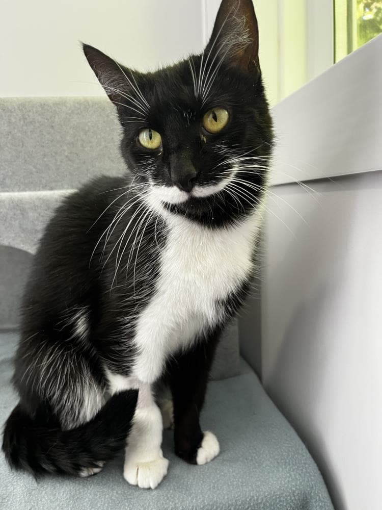 Lady — Domestic Cat