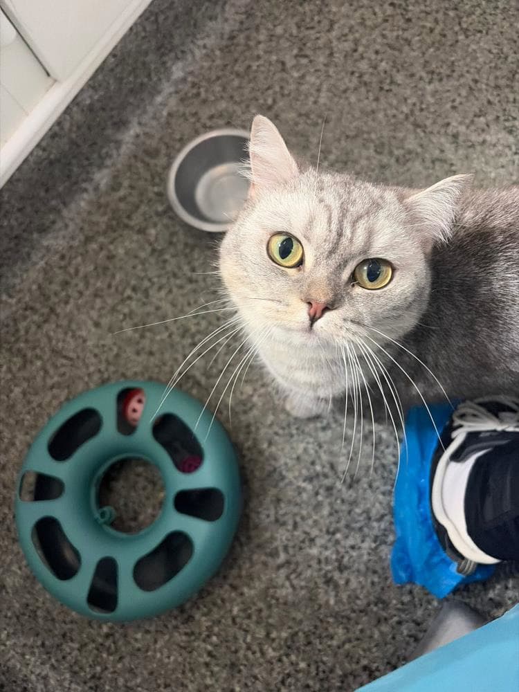 Princess Diana — Domestic Cat