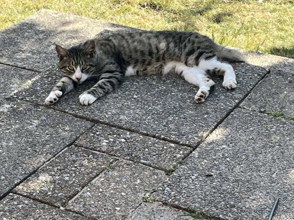 Ernest — Domestic Cat