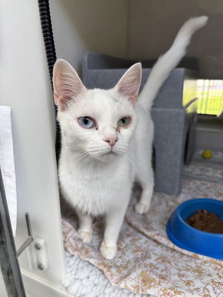 Snowy — Domestic Cat