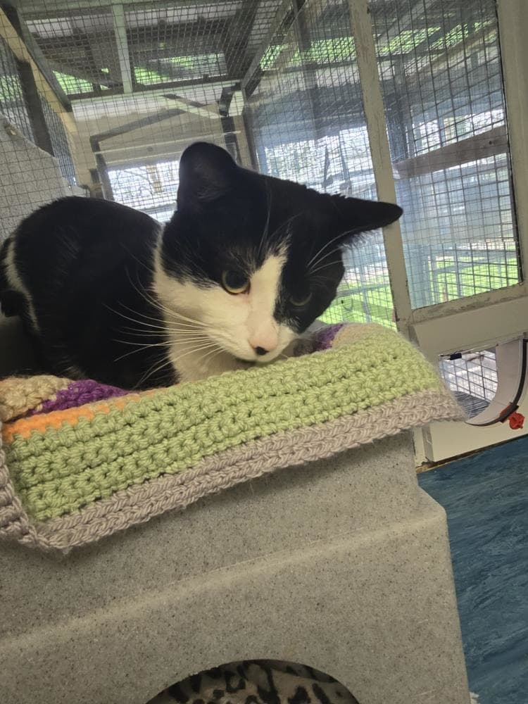 Boo — Domestic Cat