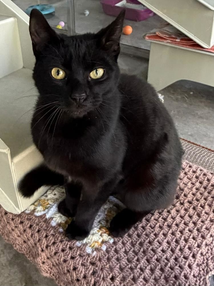 Thor — Domestic Cat