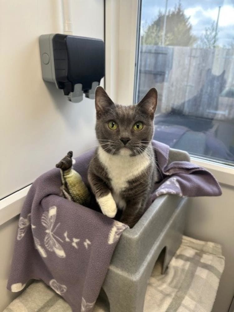 Jess — Domestic Cat