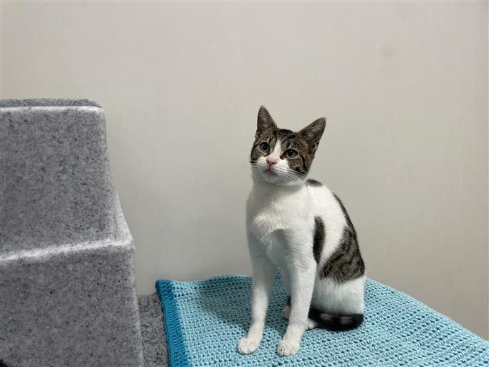 Rudi — Domestic Cat