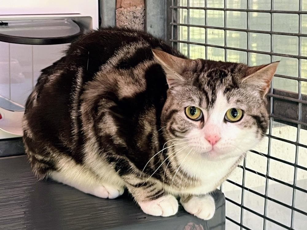 Big Benny — Domestic Cat