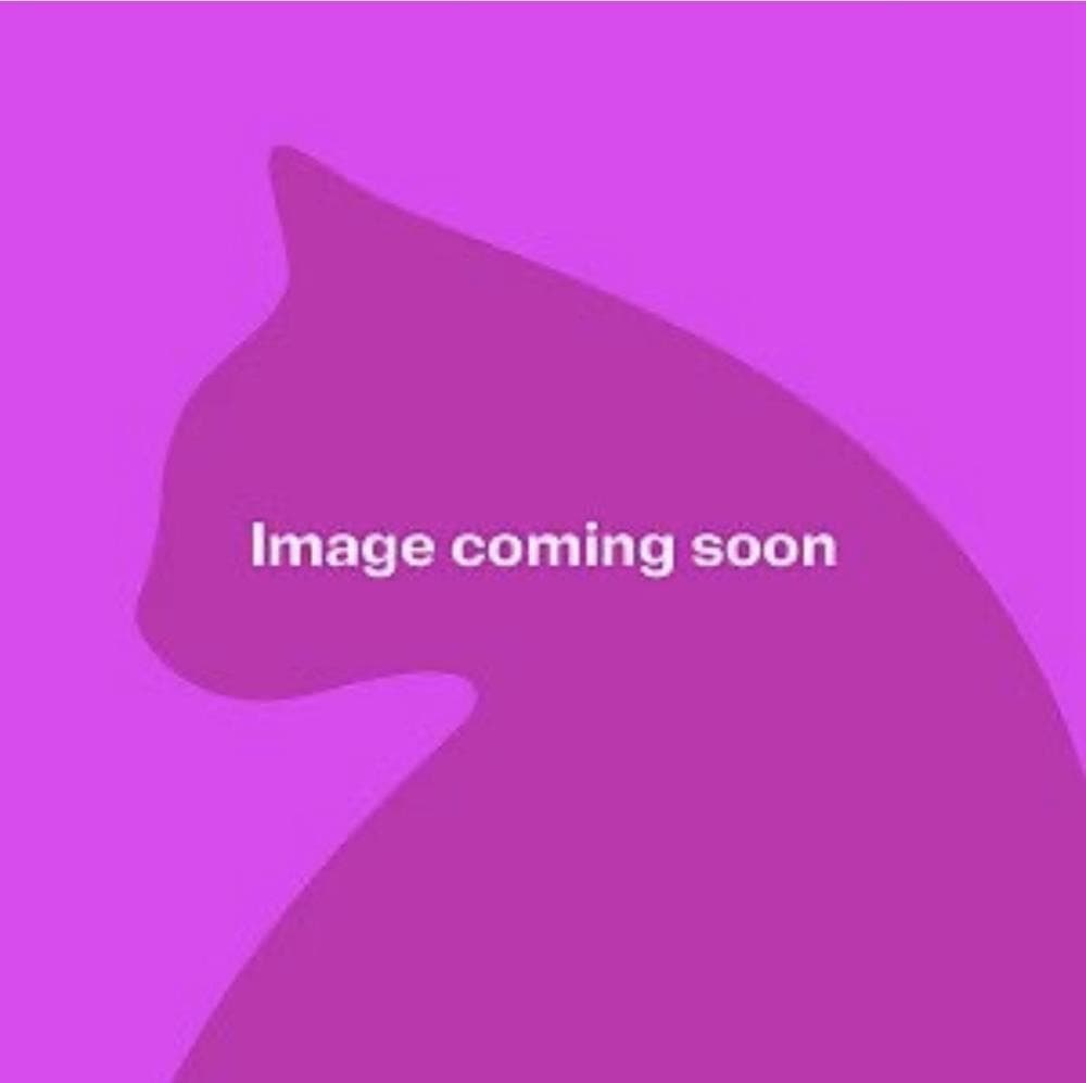 Seb — Domestic Cat