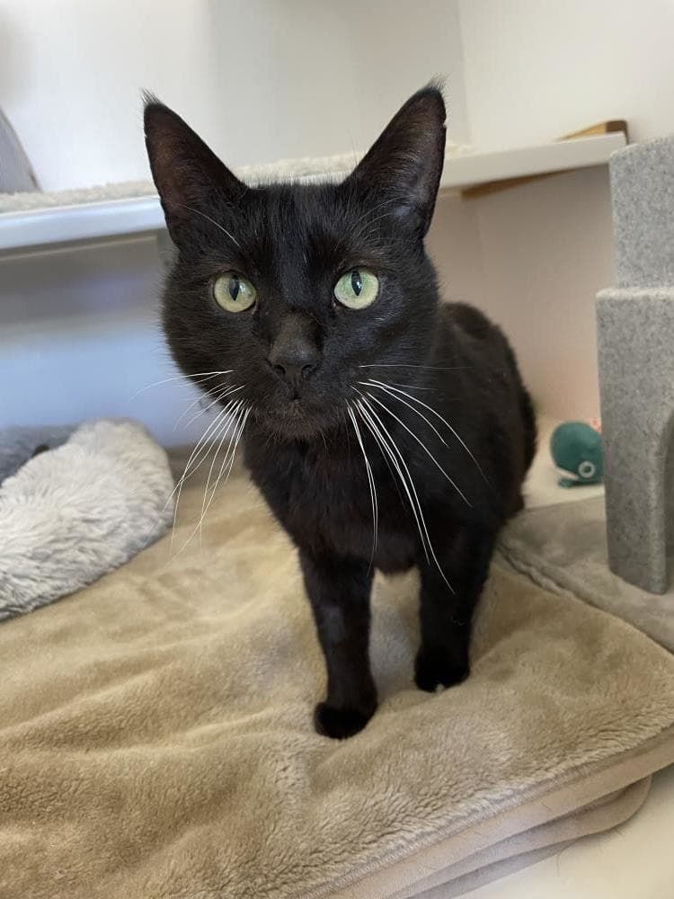 Merlin — Domestic Cat