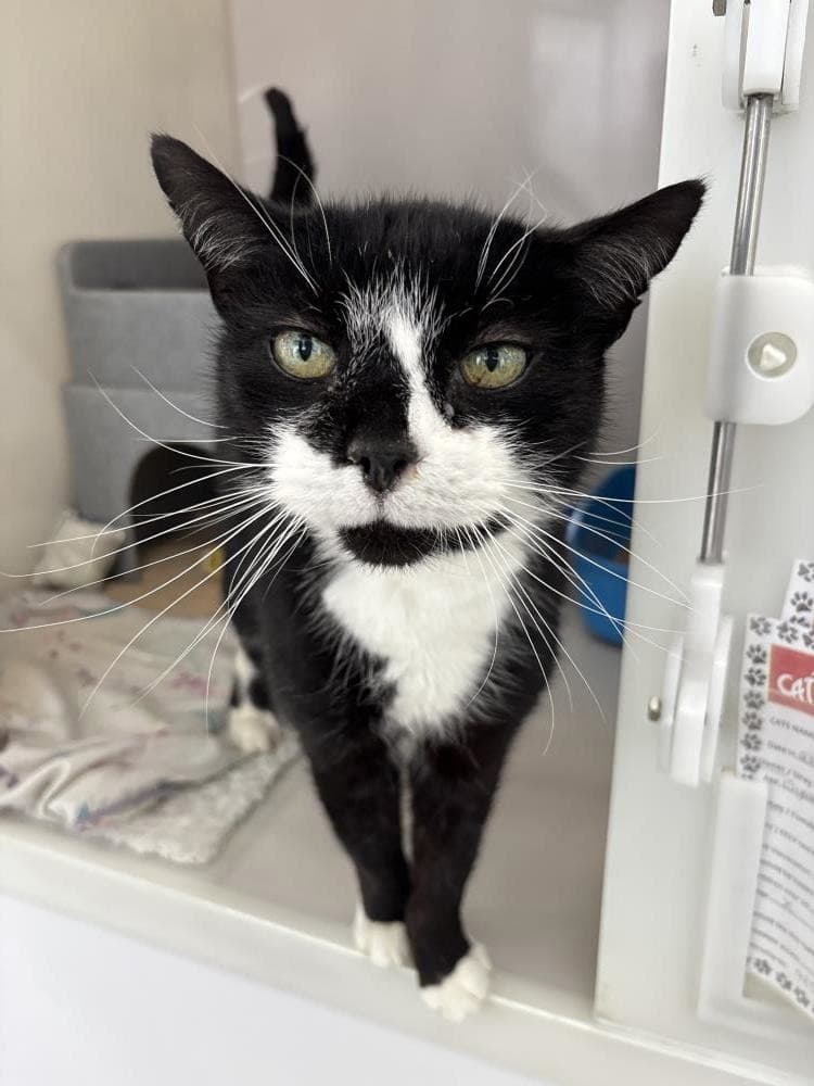 Reggie — Domestic Cat