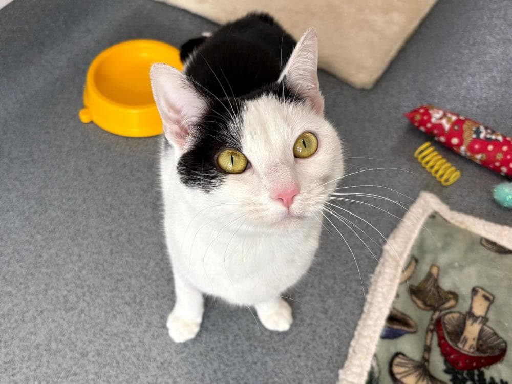 Minnie — Domestic Cat