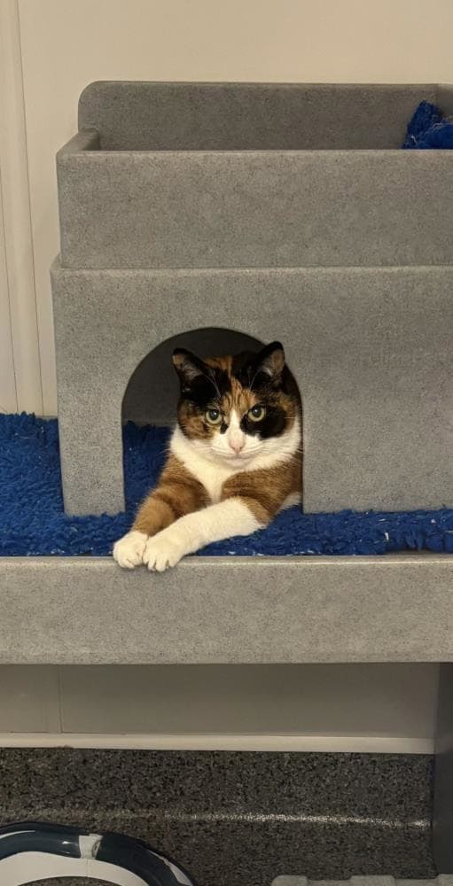 Buffet — Domestic Cat