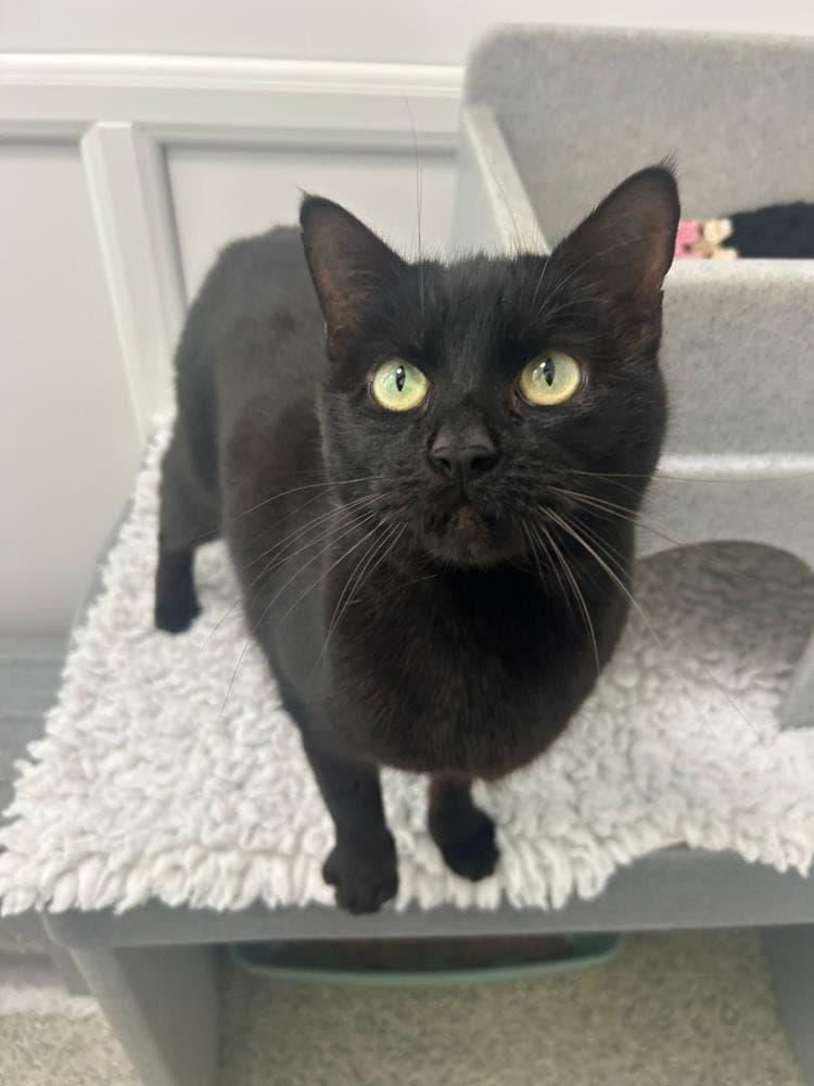 Maggie — Domestic Cat