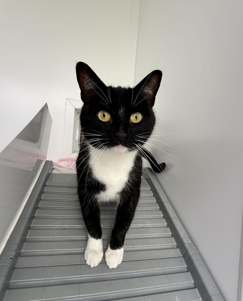 Dixie — Domestic Cat