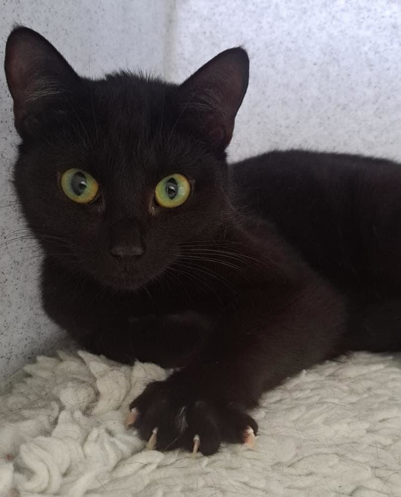 Violet — Domestic Cat