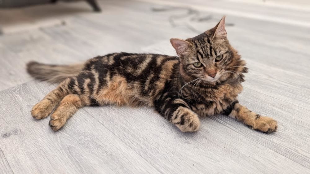Woody — Domestic Cat