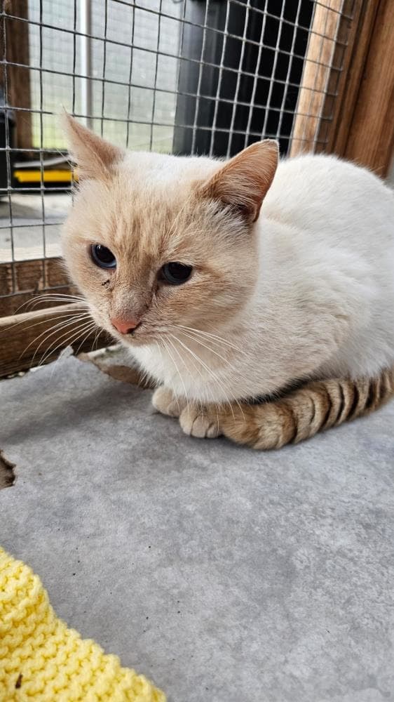 Chino — Domestic Cat