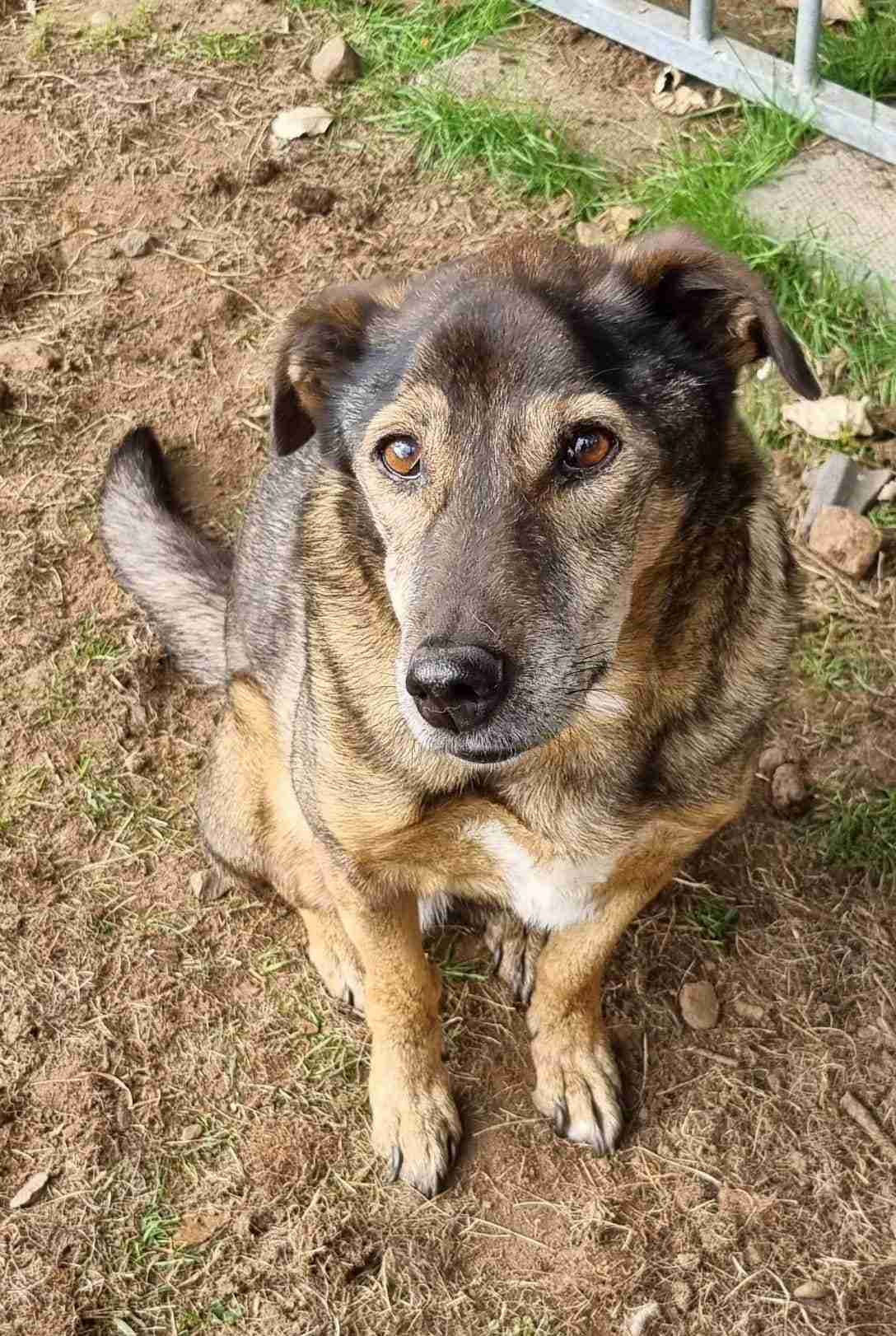 Iza — Mixed Breed
