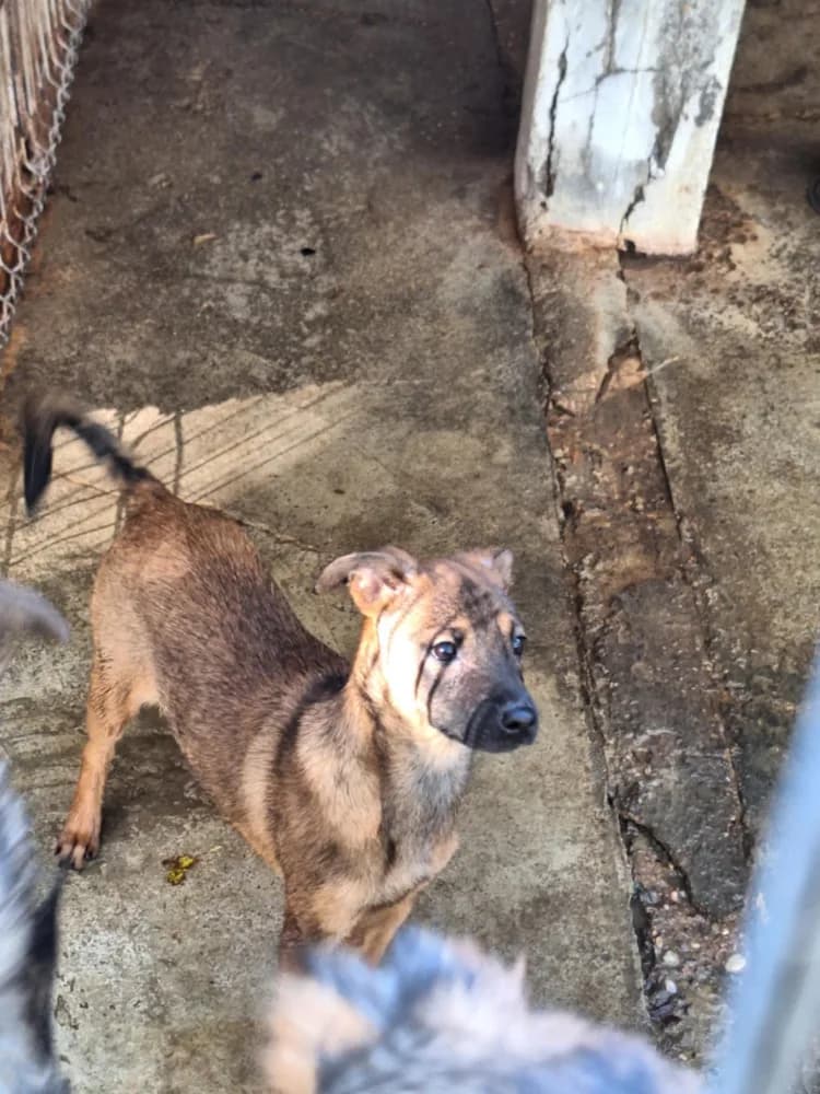 Simba — German Shepherd Cross