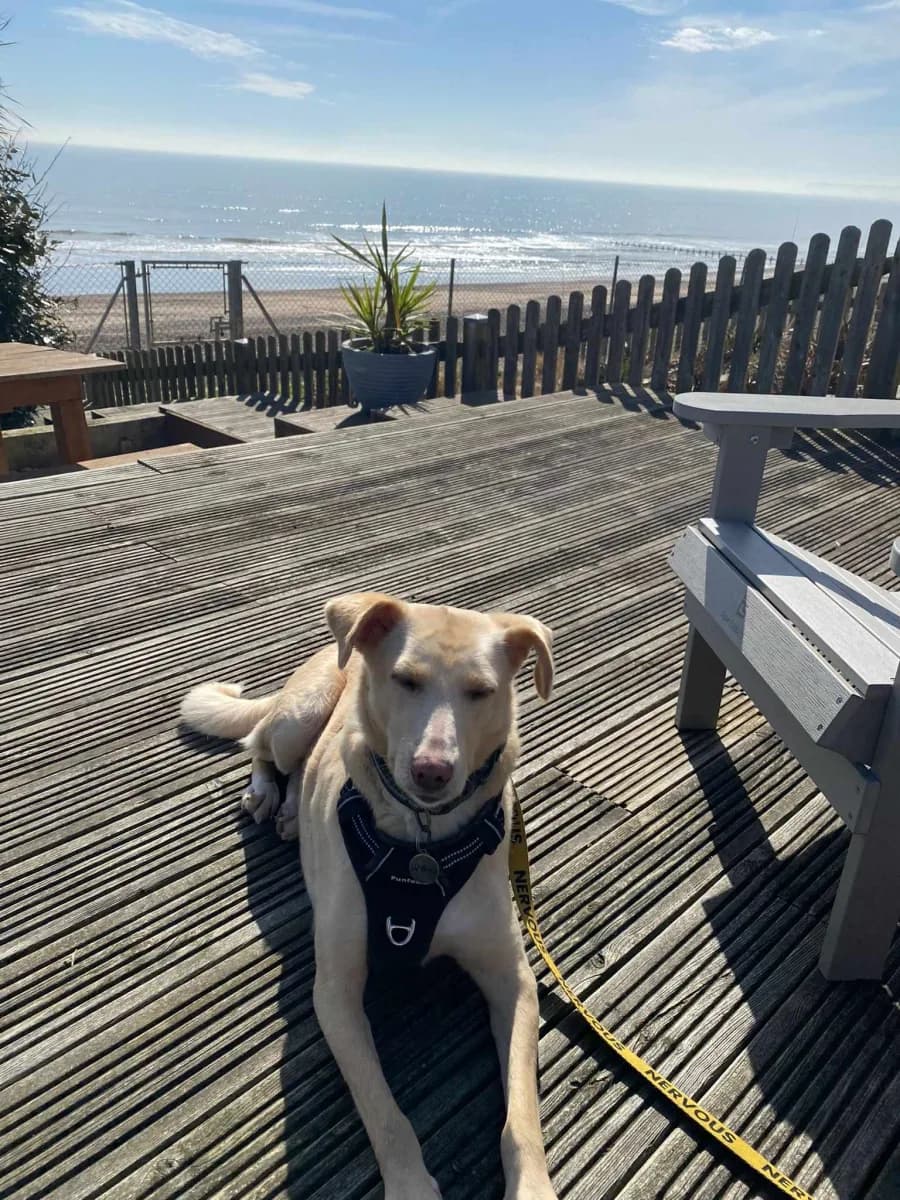 Willow — Mixed Breed