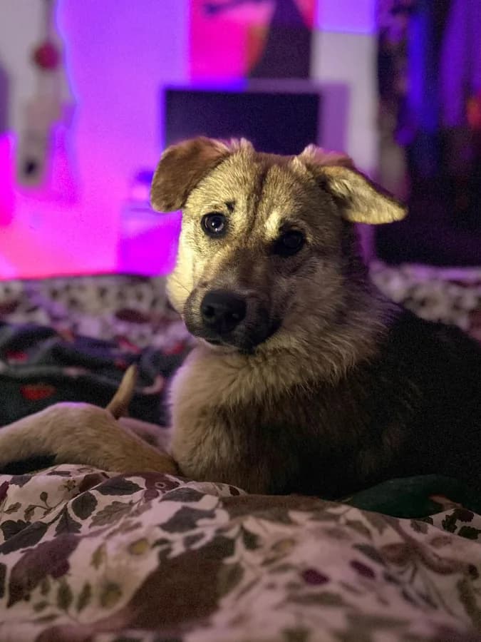 Lucy photo 2