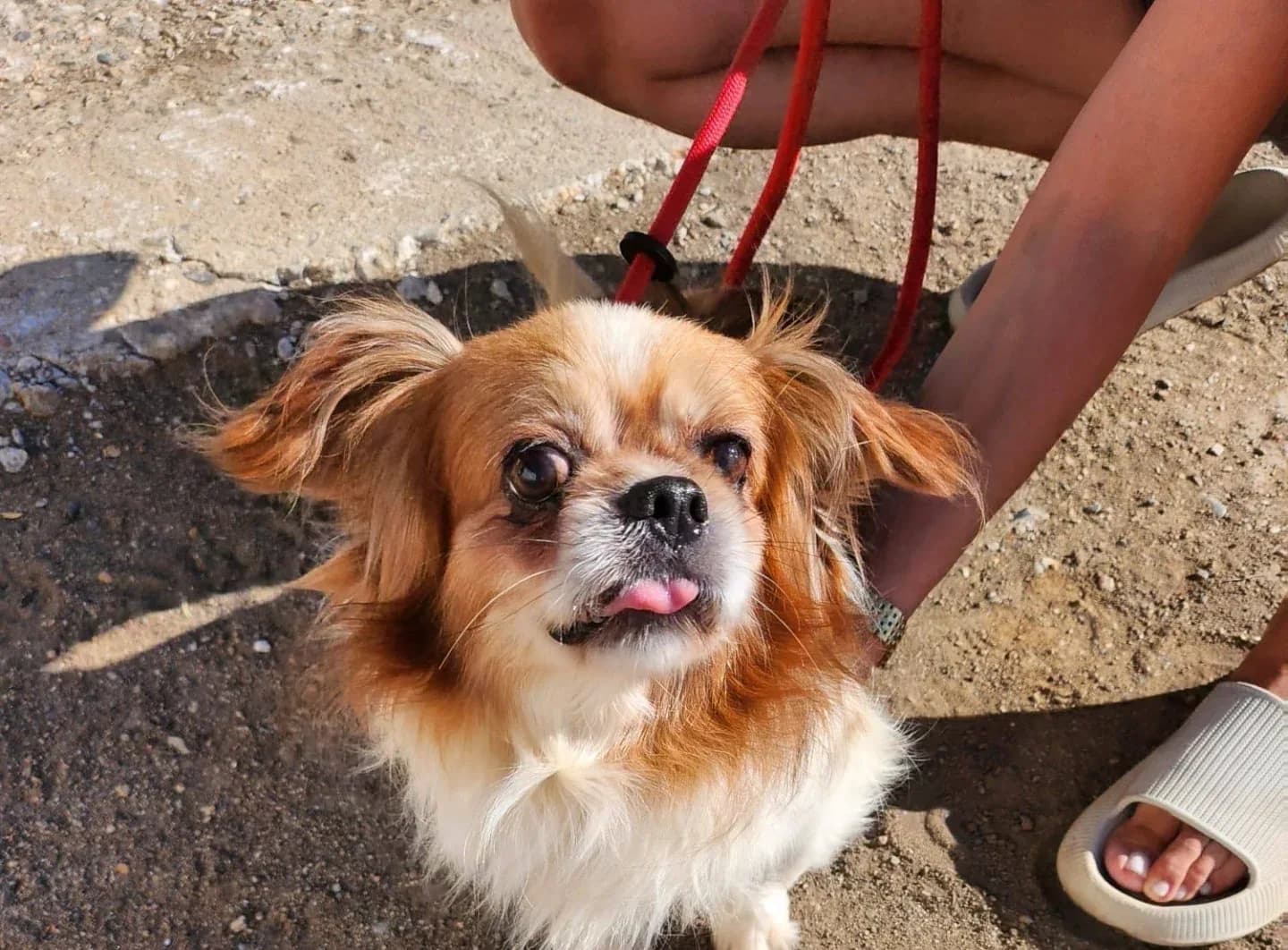 Bao — Mixed Breed