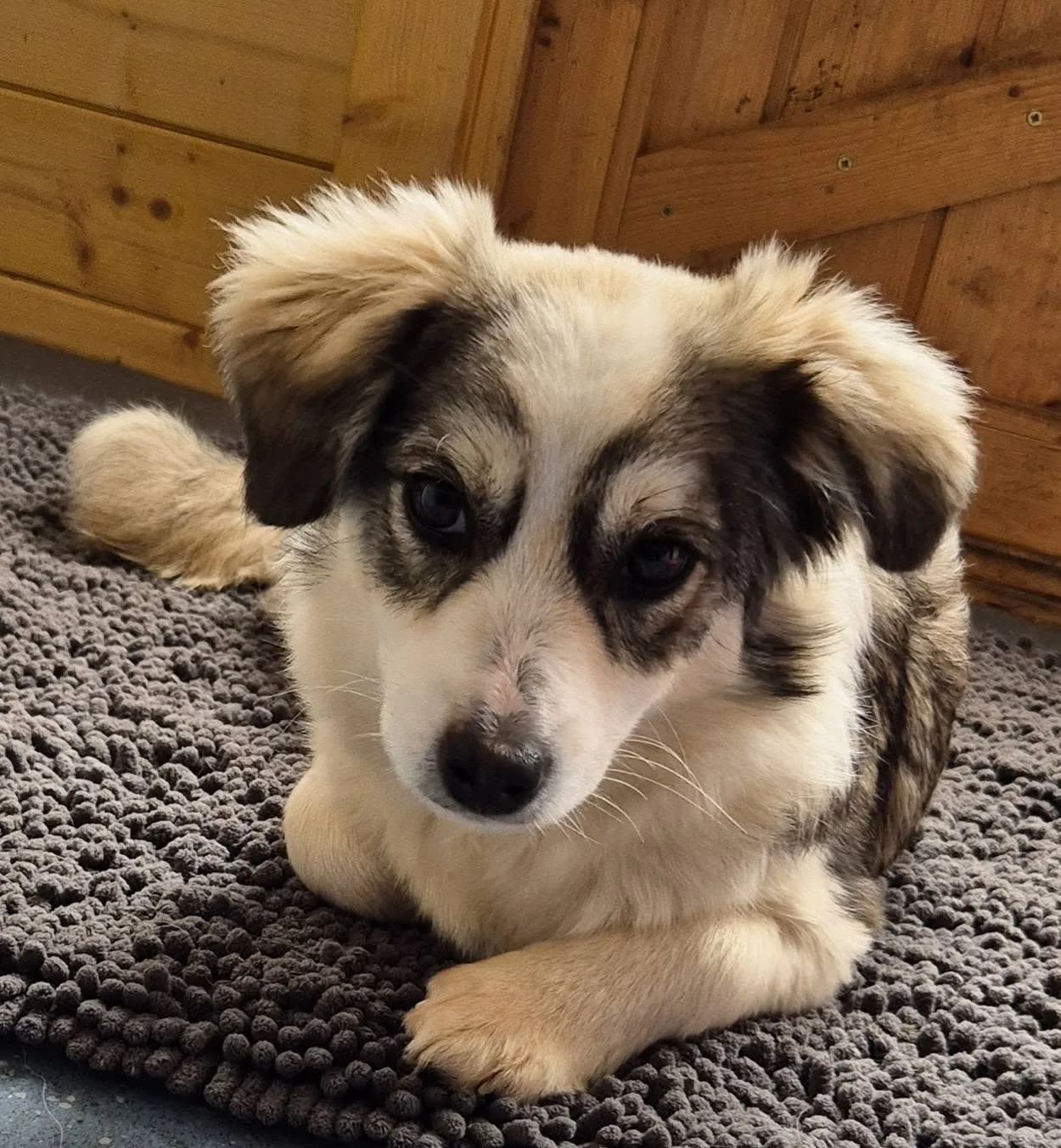 Baxter — Cross-breed