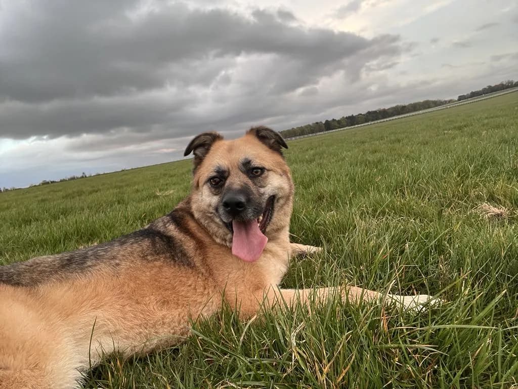 Mary — German Shepherd Cross