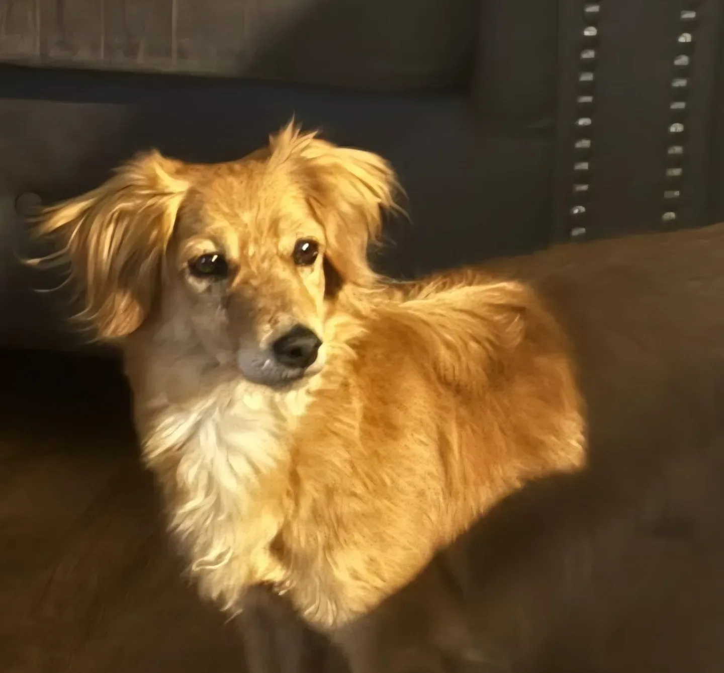 Kanella — Kokoni Cross