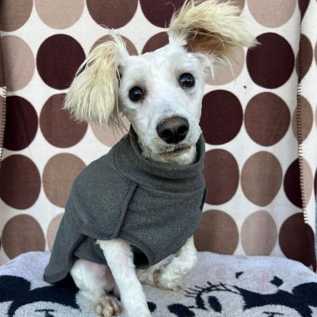 Calico — Schnauzer Cross