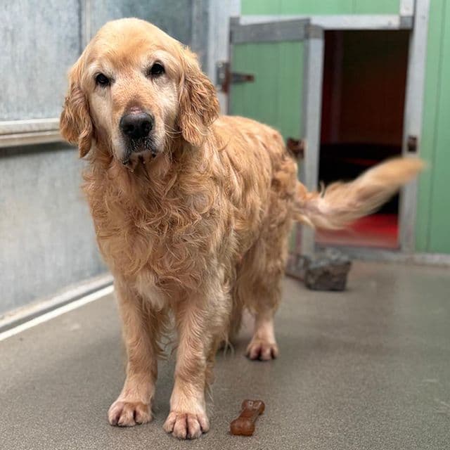 Ashton — Golden Retriever