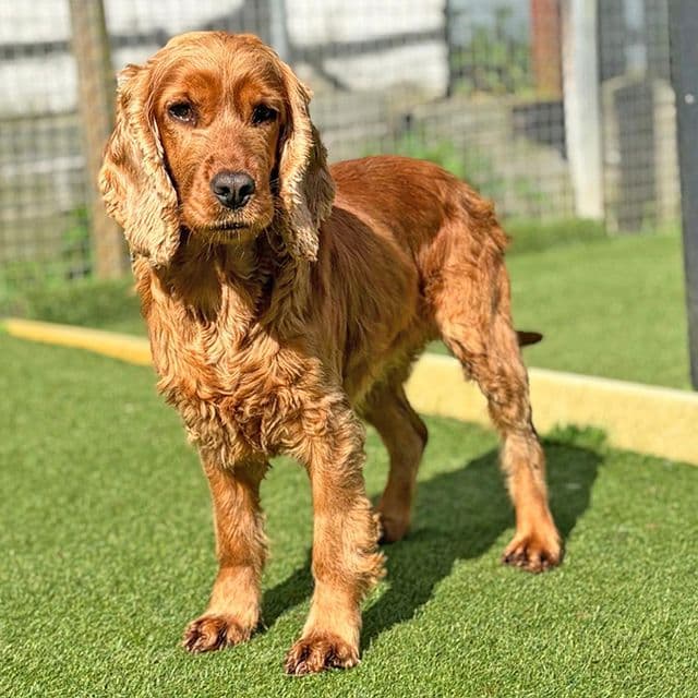 Claire — Cocker Spaniel