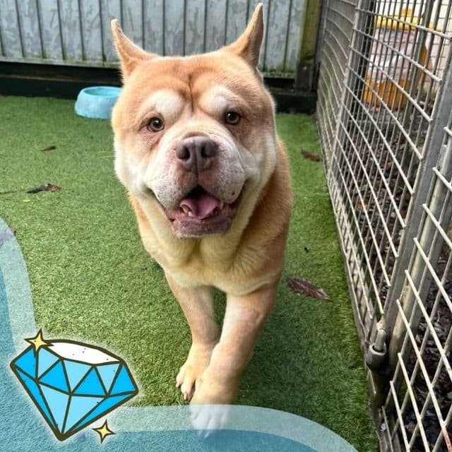 Criss Cross — Chow Chow Cross