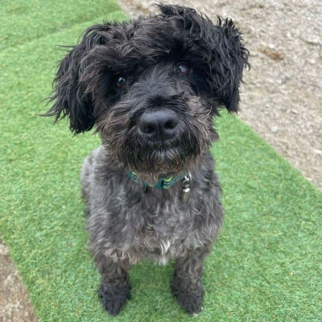 Guiness — Miniature Schnauzer