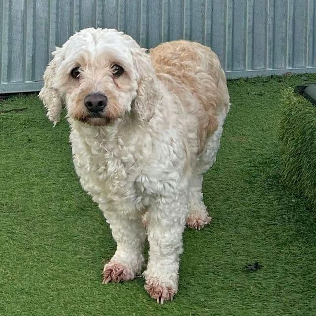 Holiday — Cavachon