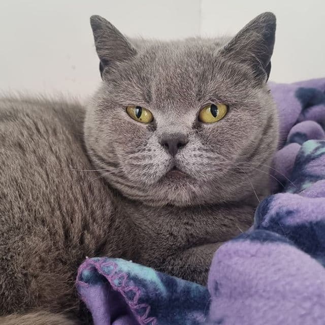 Lexi — British Shorthair