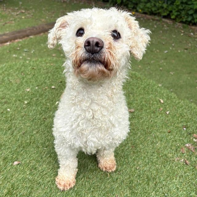 Mushroom — Cavachon