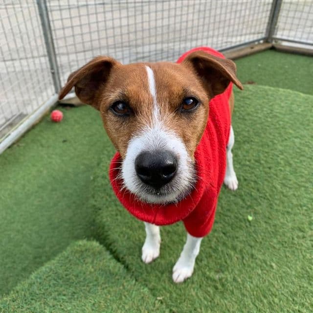 Alfie — Lakeland Terrier Cross